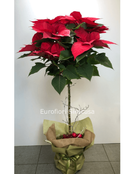 Alberello di Poinsettia rossa » Fiorista a Siracusa per acquisto, invio e  consegna a domicilio di fiori e piante, composizioni floreali a Siracusa.