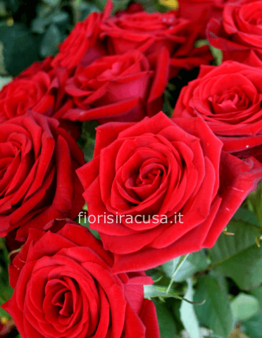 Rose rosse