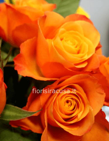 Rose arancioni